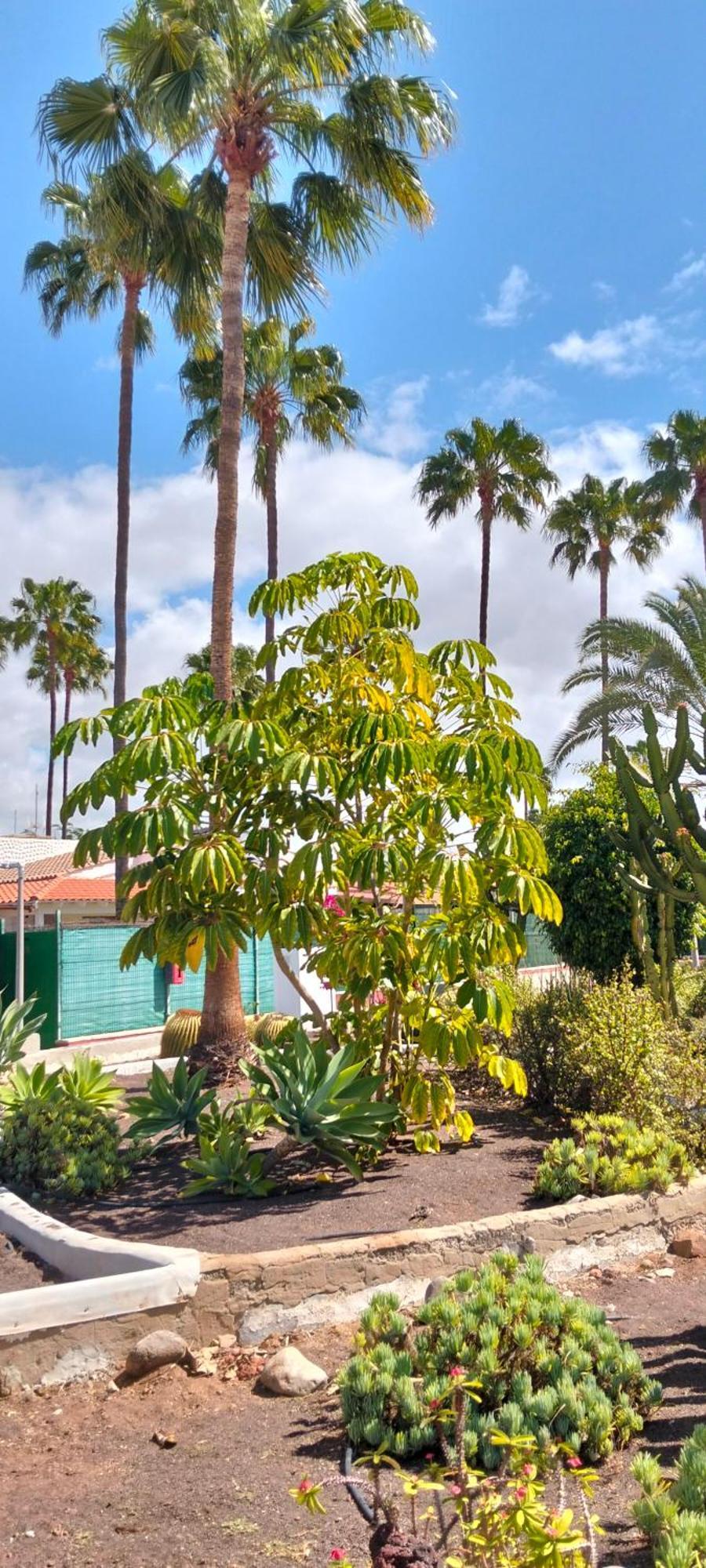 Paradise Holiday home Maspalomas (Gran Canaria)